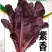 紫香1732/绵蔬/生菜种子/紫色生菜种子/叶菜种子
