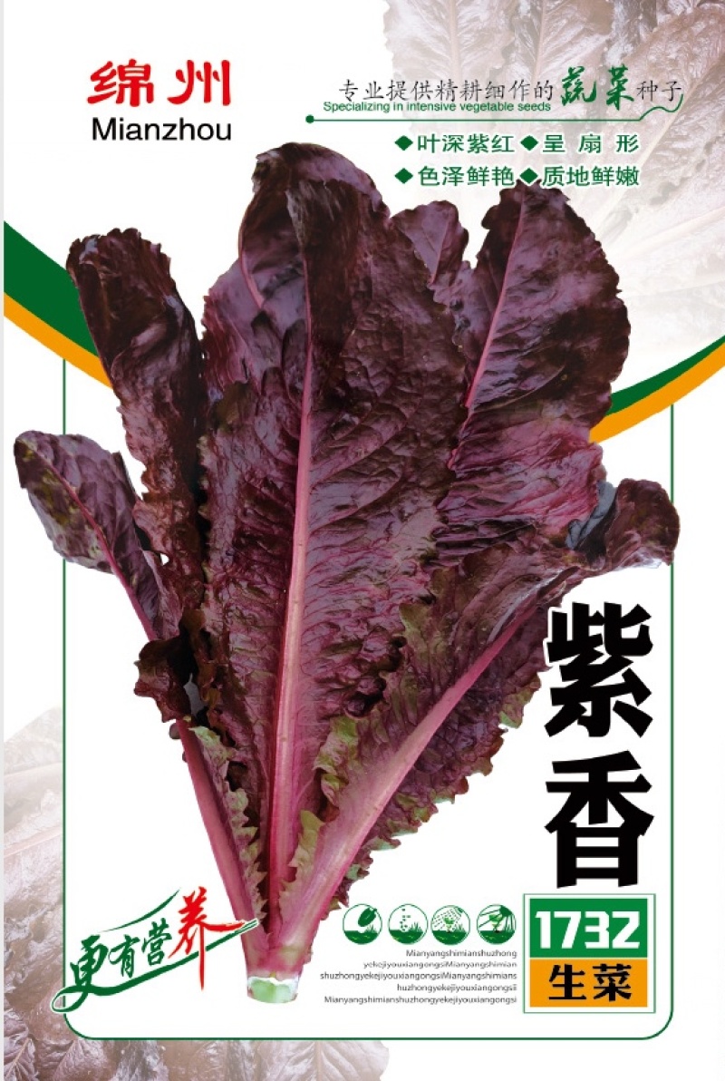 紫香1732/绵蔬/生菜种子/紫色生菜种子/叶菜种子