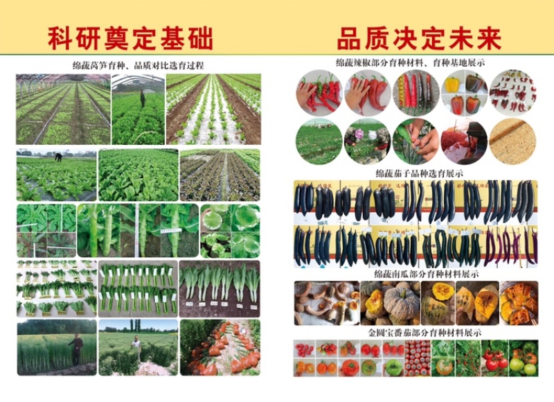 巴希苦菊绵蔬/生菜种子/蔬菜种子/叶菜种子