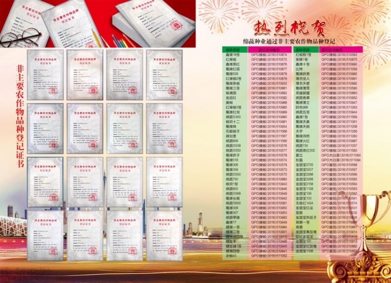 巴希苦菊绵蔬/生菜种子/蔬菜种子/叶菜种子