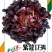 紫蒄1734/绵蔬/生菜种子/蔬菜种子/叶菜种子