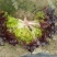 紫蒄1734/绵蔬/生菜种子/蔬菜种子/叶菜种子