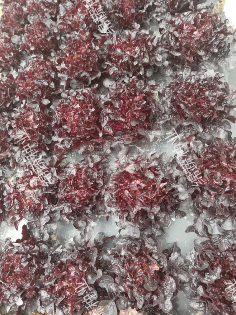 紫蒄1734/绵蔬/生菜种子/蔬菜种子/叶菜种子
