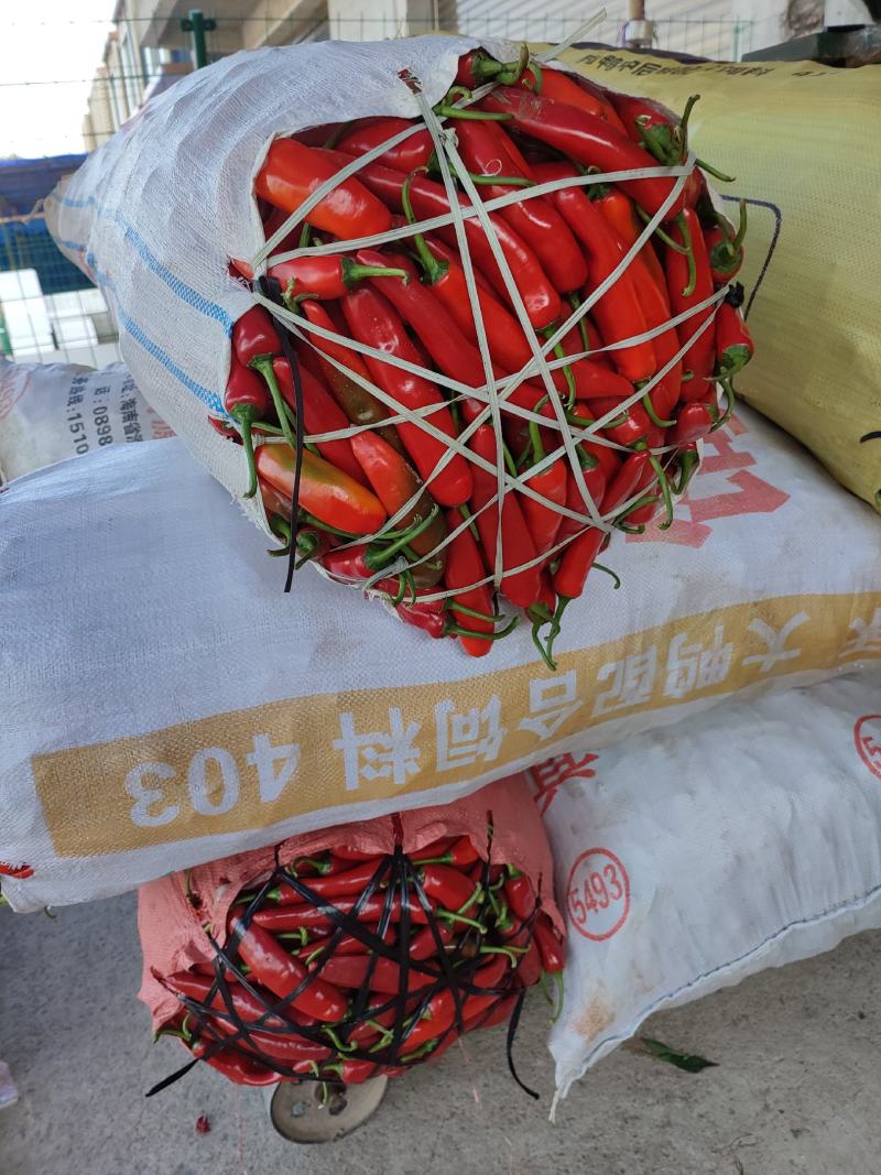 韩国红辣椒韩国红，鲜辣椒。产地直供。大量供应