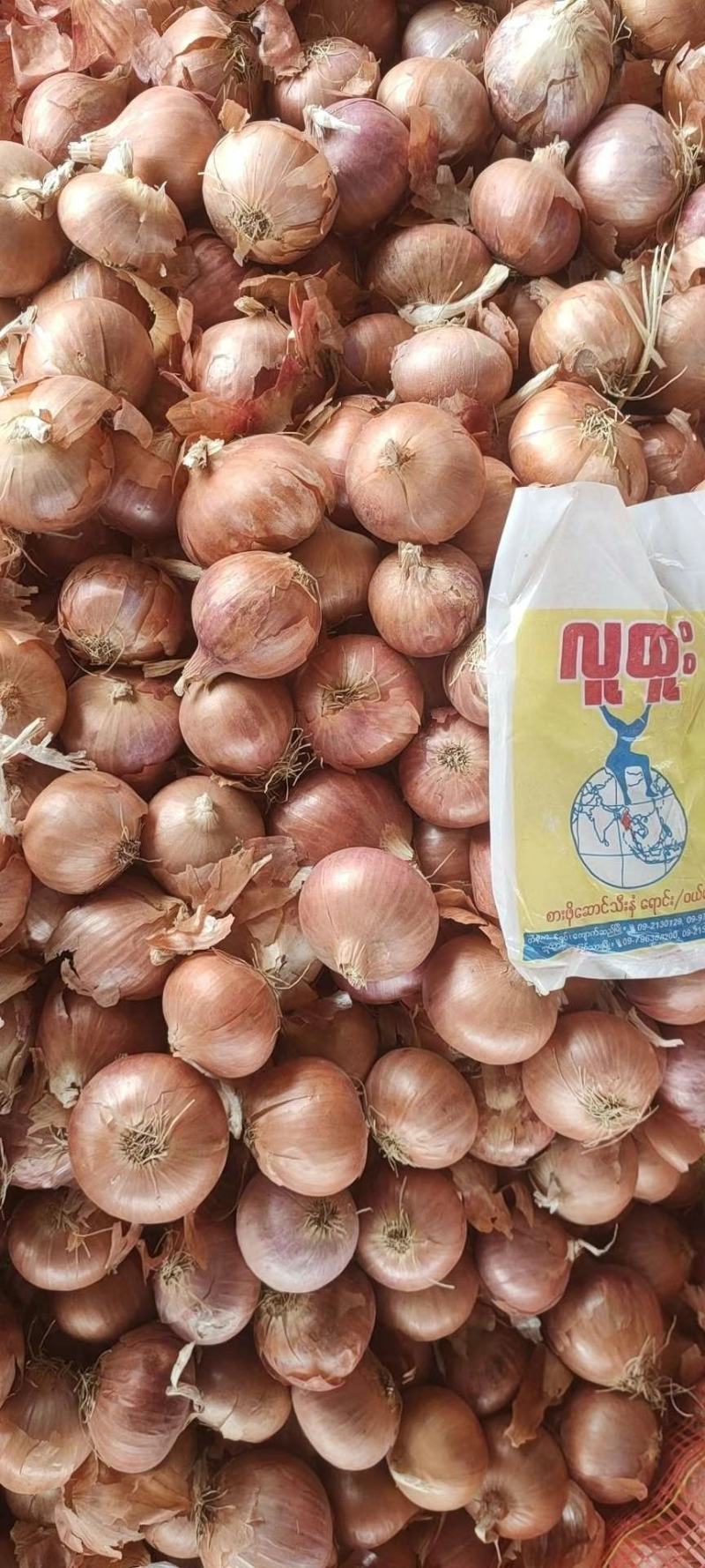 缅甸蜜达洋葱,大量供应