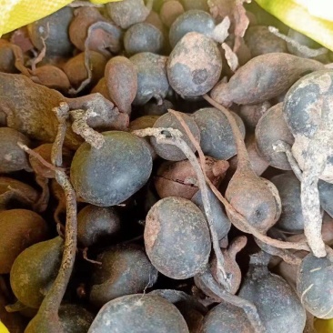 新鲜乌灵参