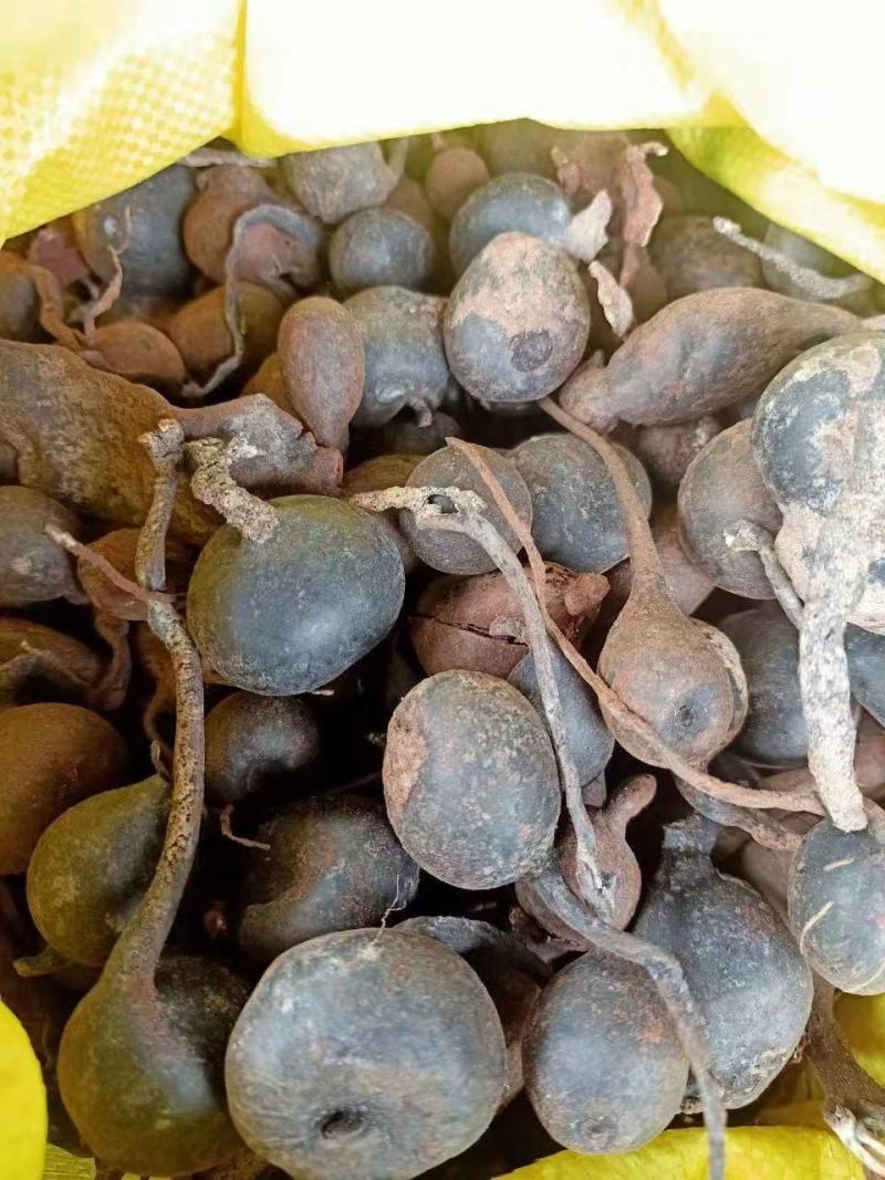 新鲜乌灵参