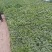 自根西瓜苗，三叶一心苗状成活率高，甜花苗三叶一心