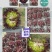 紫蒄1734/绵蔬/生菜种子/蔬菜种子/叶菜种子