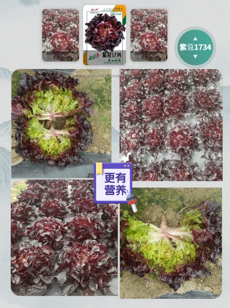 紫蒄1734/绵蔬/生菜种子/蔬菜种子/叶菜种子