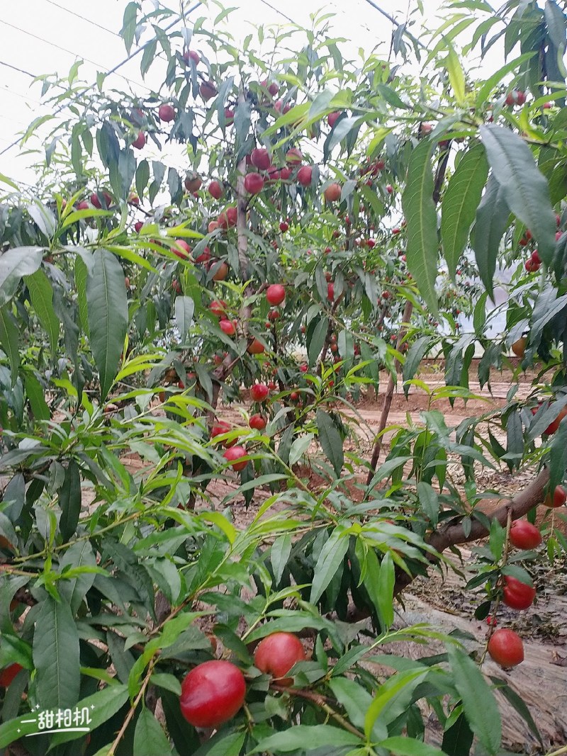 大棚黄色果肉甜油桃上市中