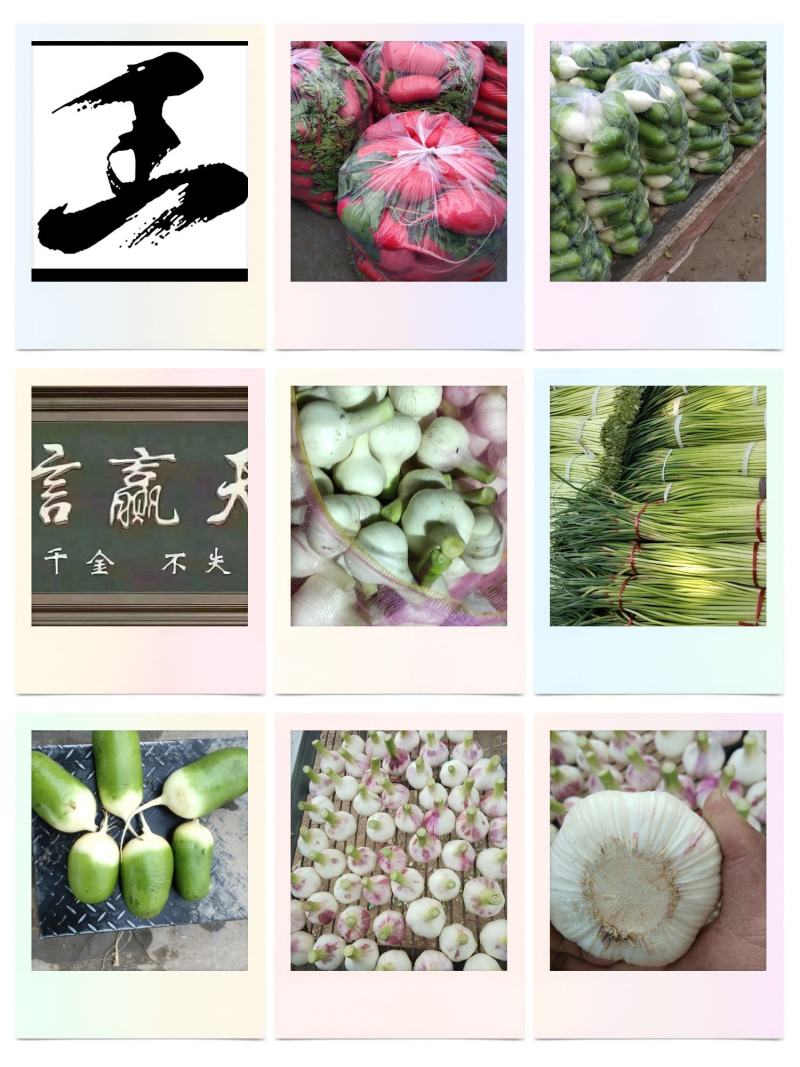 杂交蒜薹60~70厘米欢迎新老客户洽谈咨询