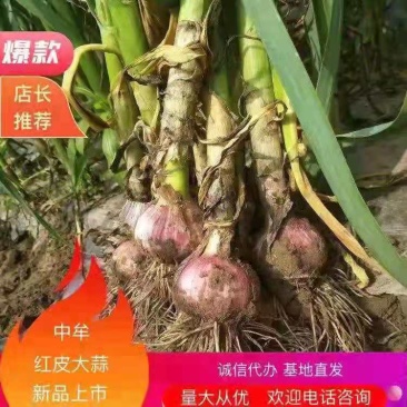 早熟紫皮大蒜现已大量上市50.以上产地直发，代办业务