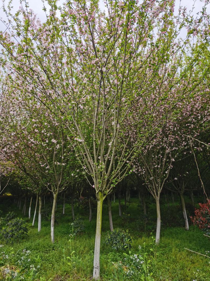 垂丝海棠树低分枝垂丝海棠丛生垂丝海棠