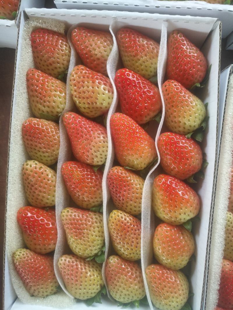 夏季草莓，烘焙，规格齐全，口感偏酸。