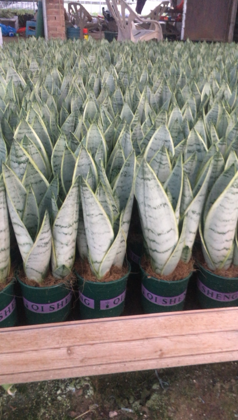 虎皮兰批发白雪白玉稀有品种办公室盆栽室内防辐射绿植