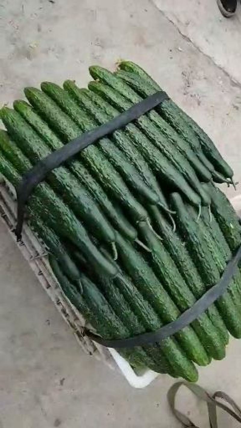 黄瓜