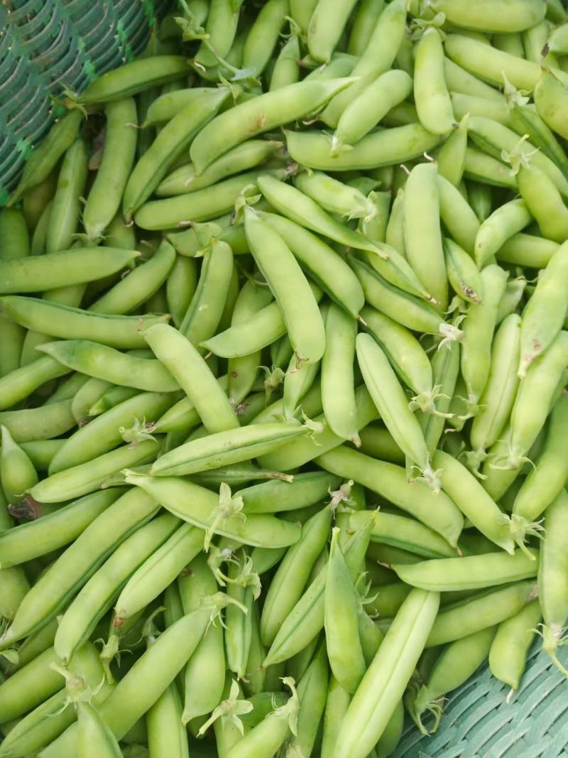 青豌豆、壳豌豆、甜豆颗粒饱满稳定供货量大从优