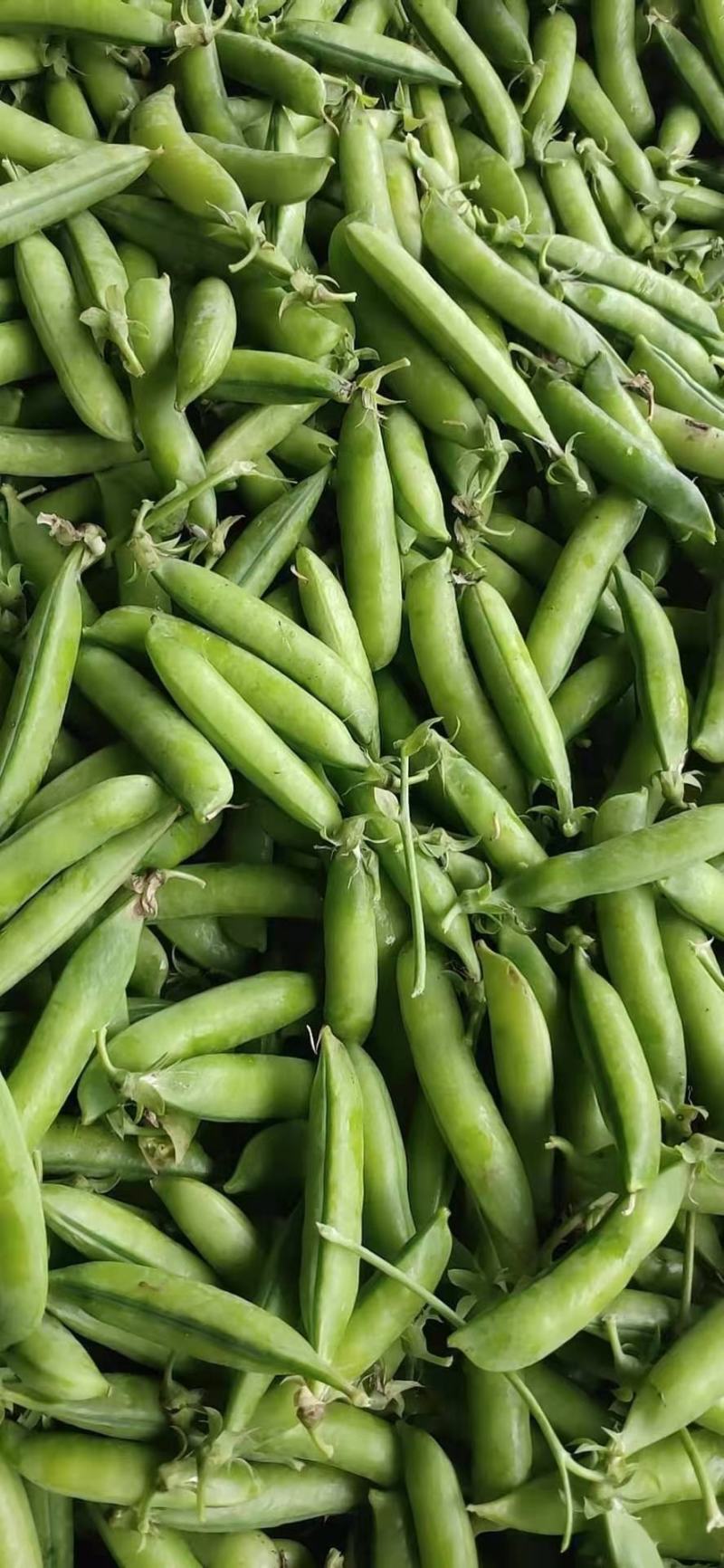 青豌豆、壳豌豆、甜豆颗粒饱满稳定供货量大从优