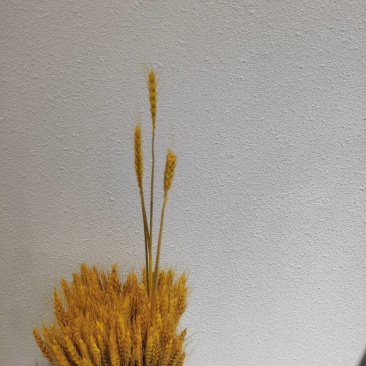 中条红无增白面粉