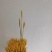 中条红无增白面粉