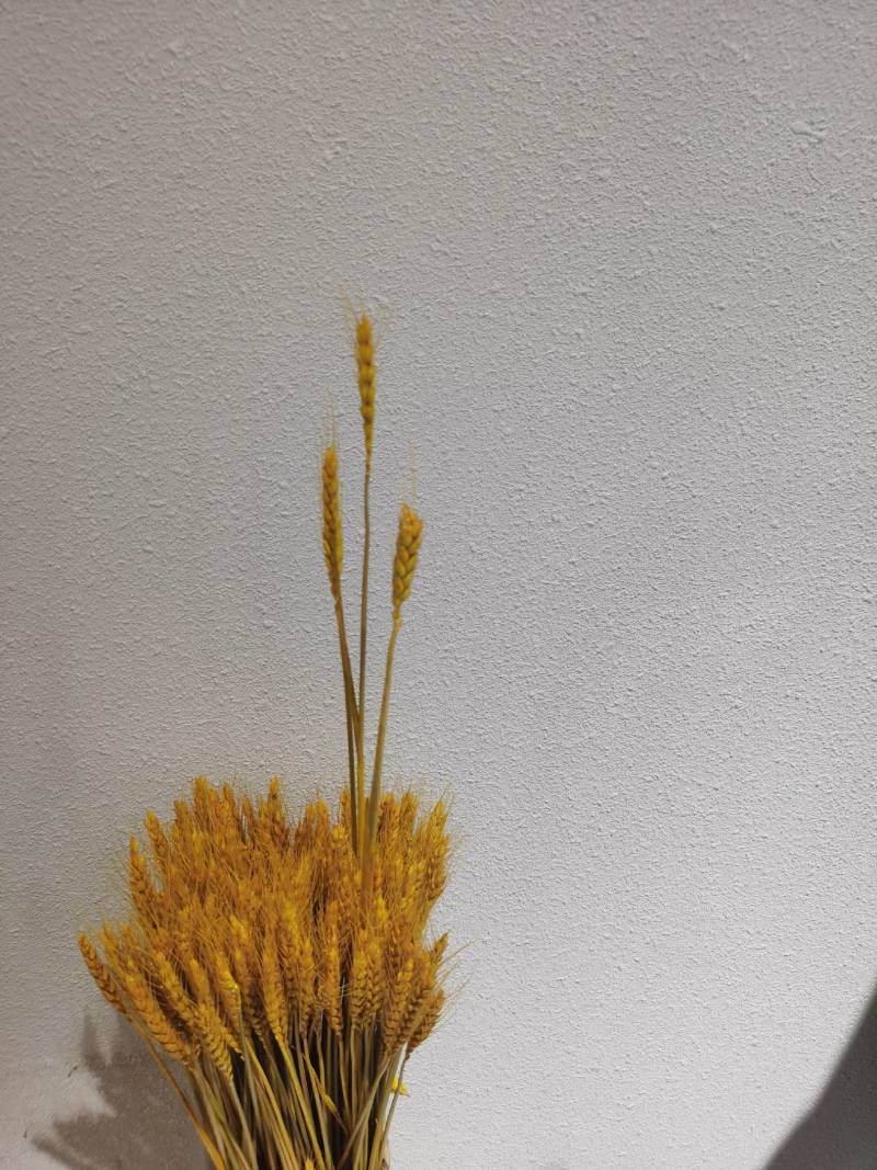 中条红无增白面粉