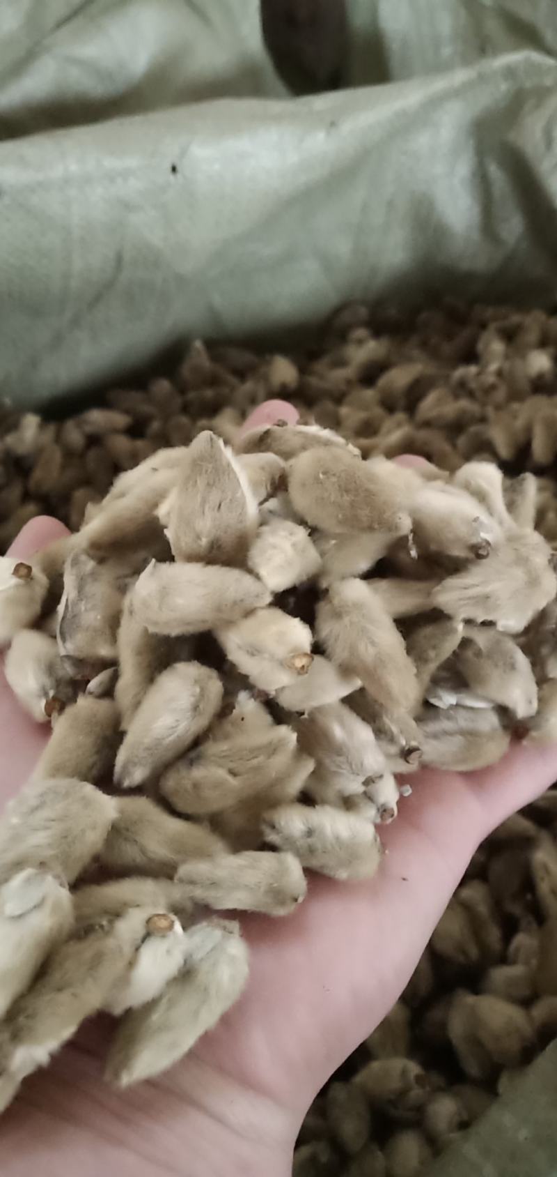 辛夷一手货源药食同源各种规格齐全价格电议香料