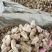 辛夷一手货源药食同源各种规格齐全价格电议香料