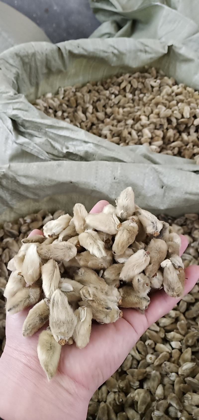 辛夷一手货源药食同源各种规格齐全价格电议香料