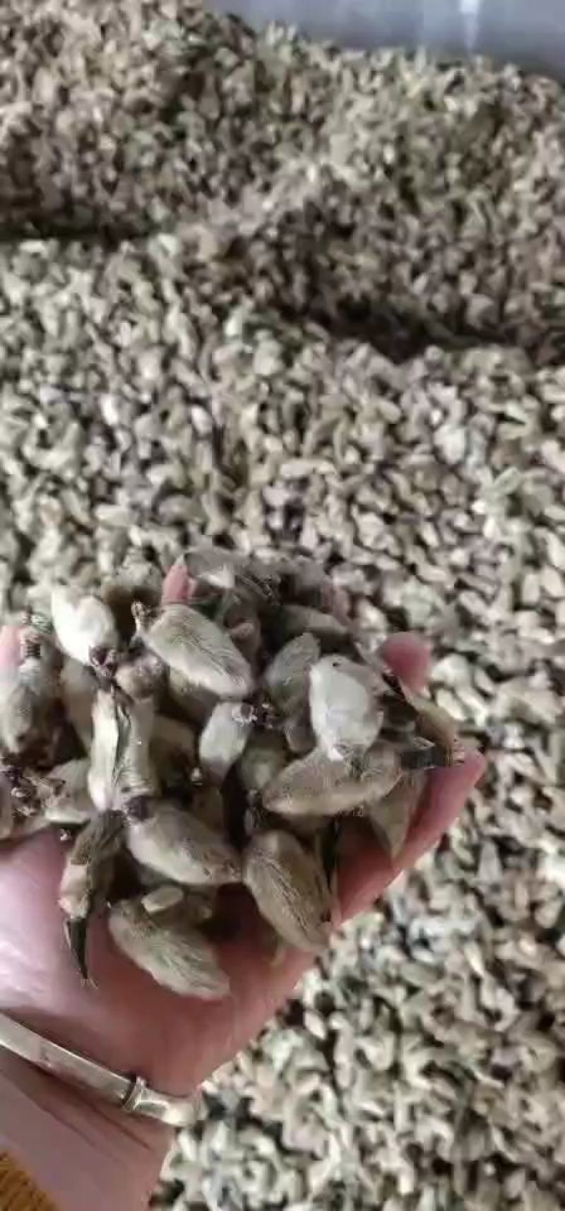 辛夷一手货源药食同源各种规格齐全价格电议香料
