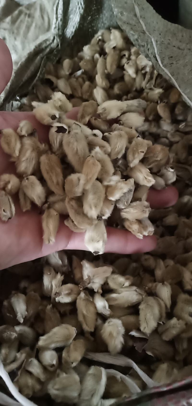 辛夷一手货源药食同源各种规格齐全价格电议香料