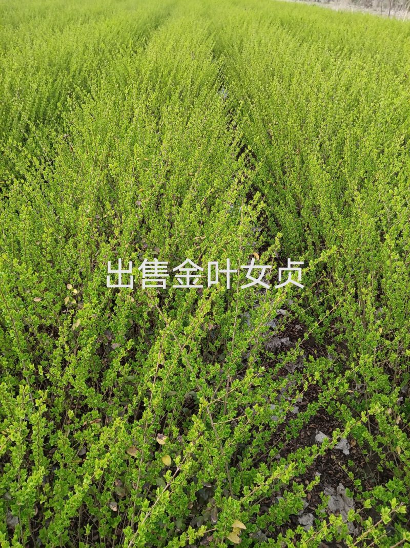 金叶女贞60左右的高度