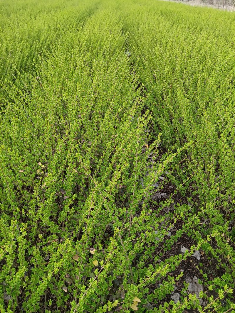 金叶女贞60左右的高度