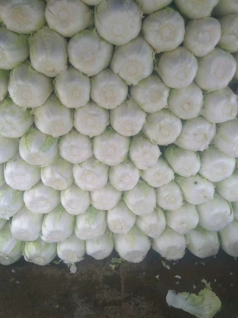 江苏盐城东台黄心白菜常年大量供应春白菜夏阳莱冬白菜