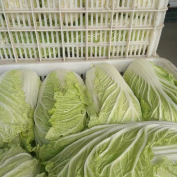 江苏盐城东台黄心白菜常年大量供应春白菜夏阳莱冬白菜