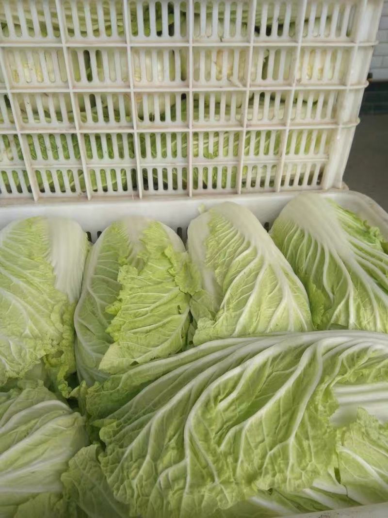 江苏盐城东台黄心白菜常年大量供应春白菜夏阳莱冬白菜