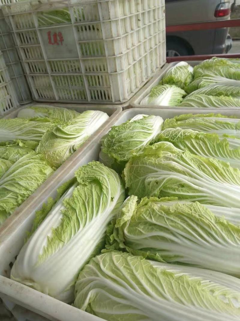 江苏盐城东台黄心白菜常年大量供应春白菜夏阳莱冬白菜