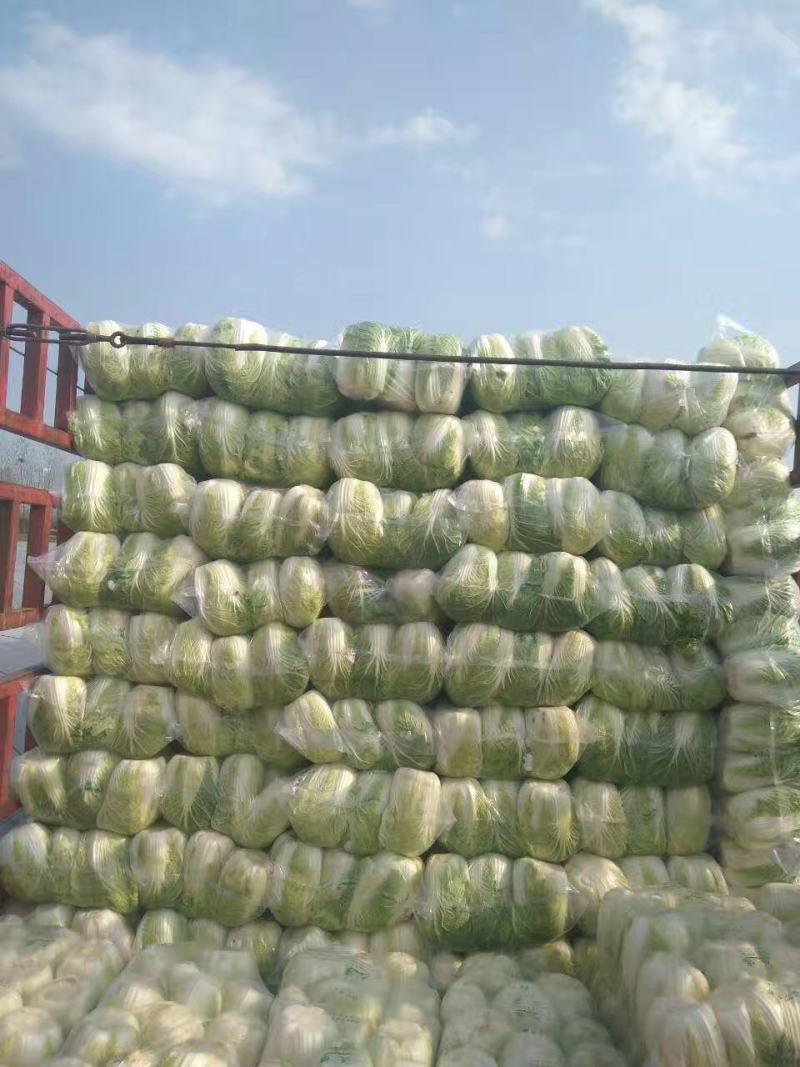 江苏盐城东台黄心白菜常年大量供应春白菜夏阳莱冬白菜