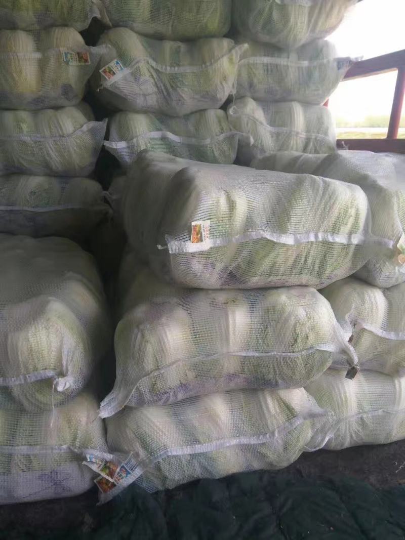 江苏盐城东台黄心白菜常年大量供应春白菜夏阳莱冬白菜
