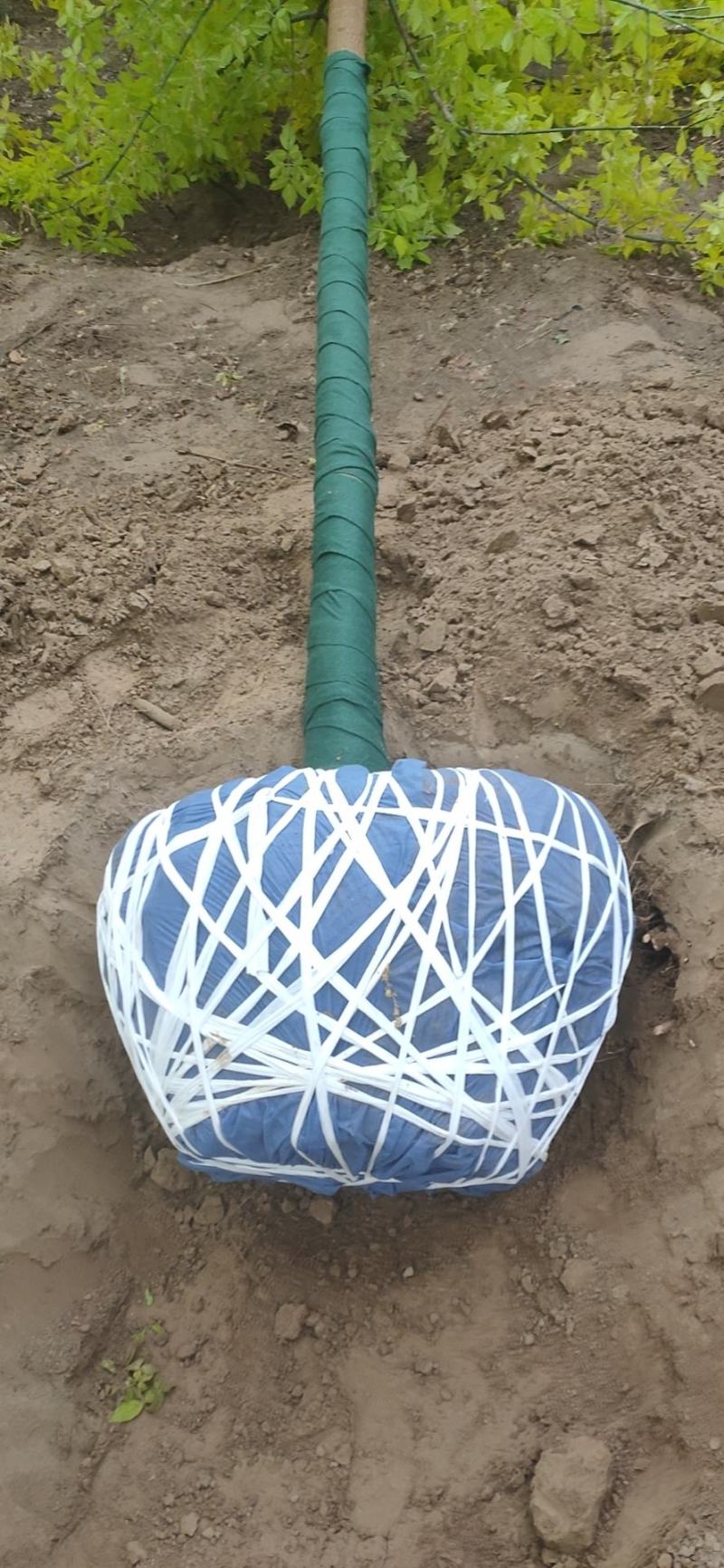 绿化树木规格多教技术绿叶复叶槭，金叶复叶槭