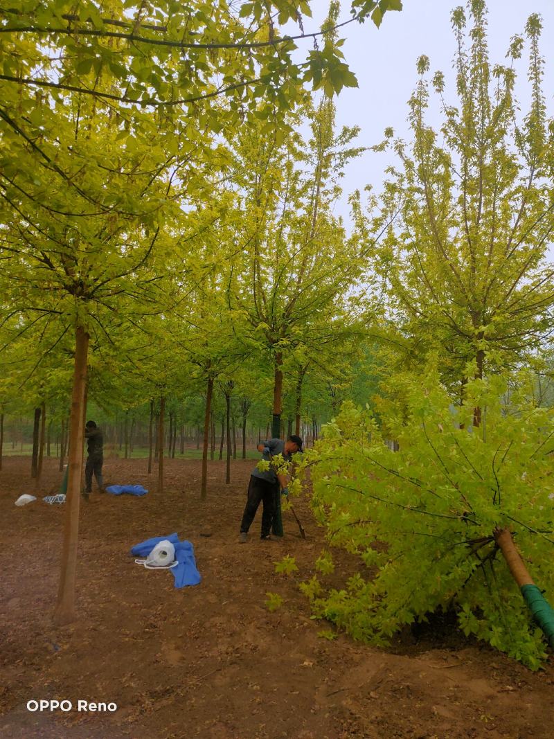 绿化树木规格多教技术绿叶复叶槭，金叶复叶槭