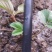 滴灌带双孔贴片式滴灌带农用滴灌管草莓葡萄蔬菜大棚滴