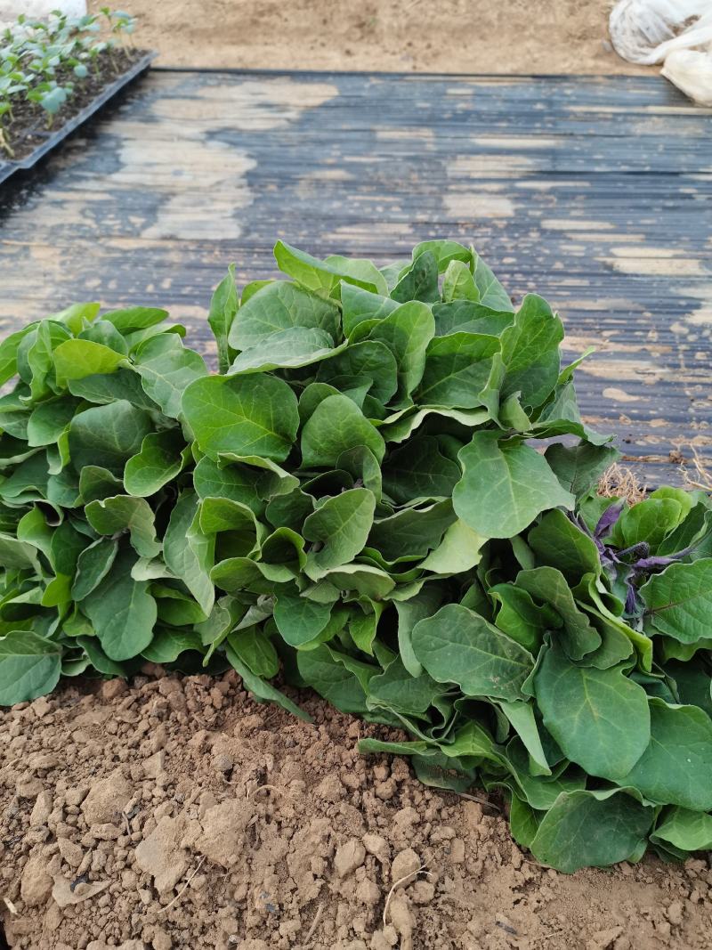 茄子苗，长茄苗，圆茄子苗罐茄苗，线茄子苗杭茄，青茄抗病，