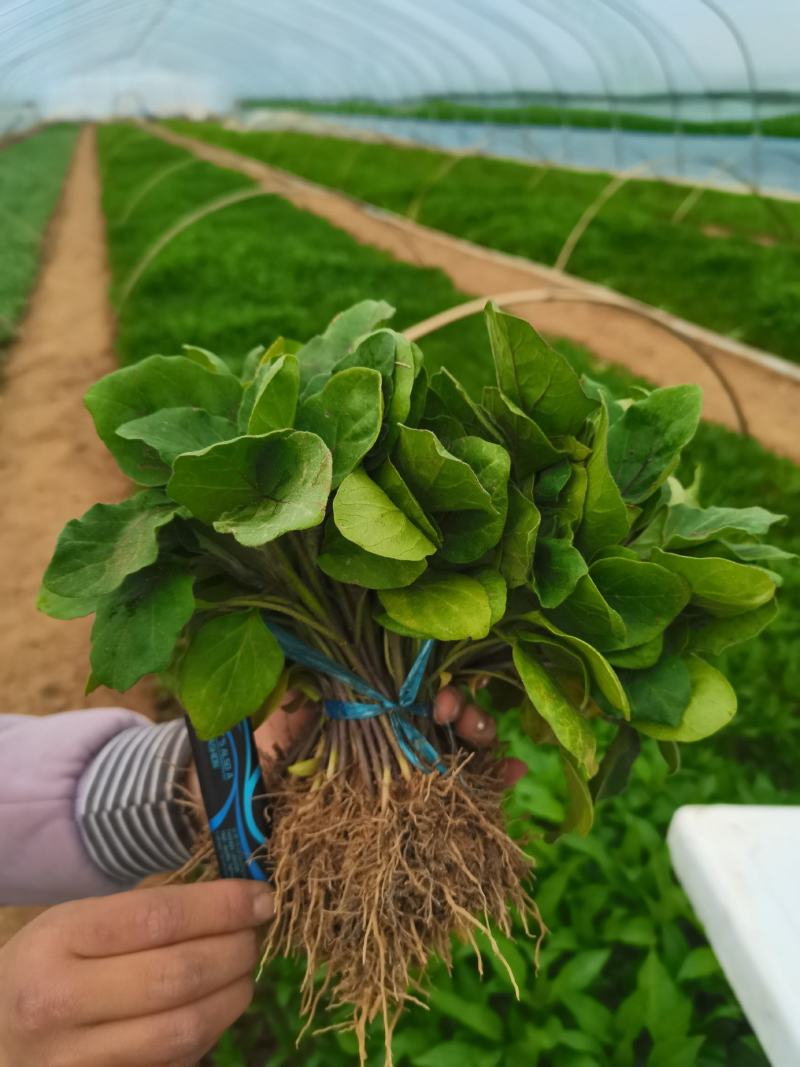 茄子苗，长茄苗，圆茄子苗罐茄苗，线茄子苗杭茄，青茄抗病，