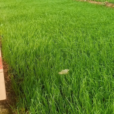 精品紫穗狼尾草大量上市，基地直发直销，欢迎各位老板致电！