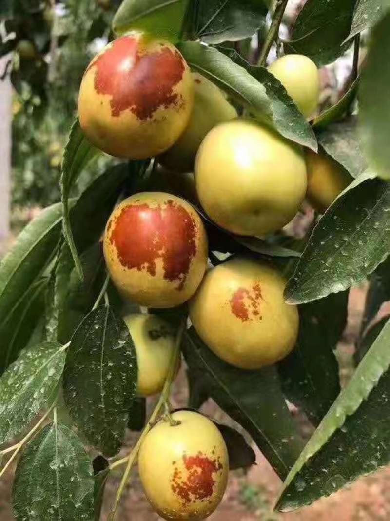 陕西大荔县新鲜供应甜度高支持视频看货欢迎电话订购