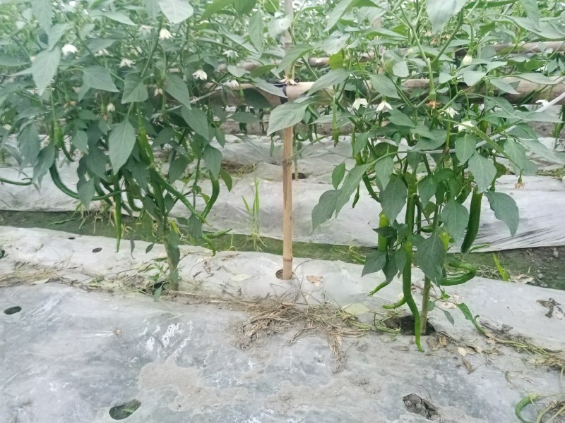 成都本地巴适的二荆条
