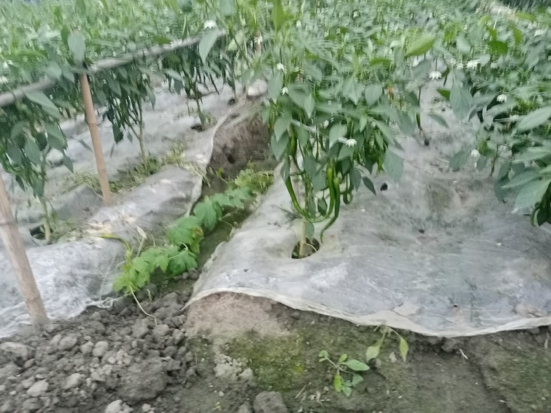 成都本地巴适的二荆条