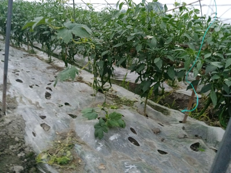 成都本地巴适的二荆条