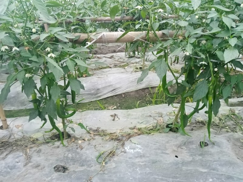 成都本地巴适的二荆条